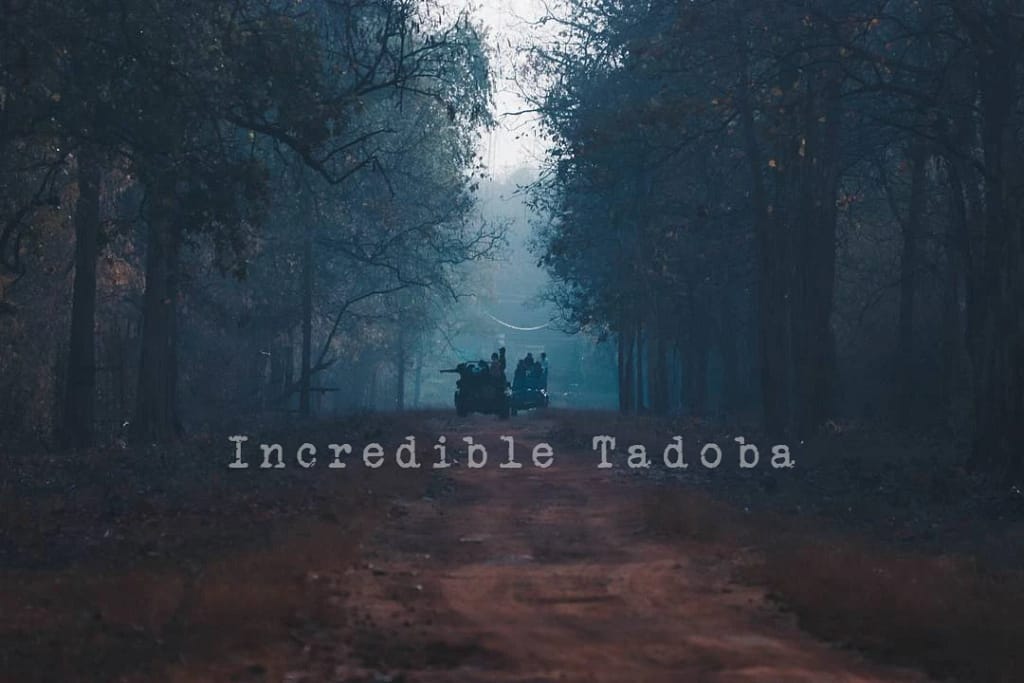 Tadoba Safari Package