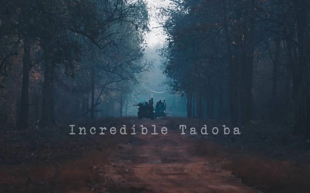 Tadoba Safari Package