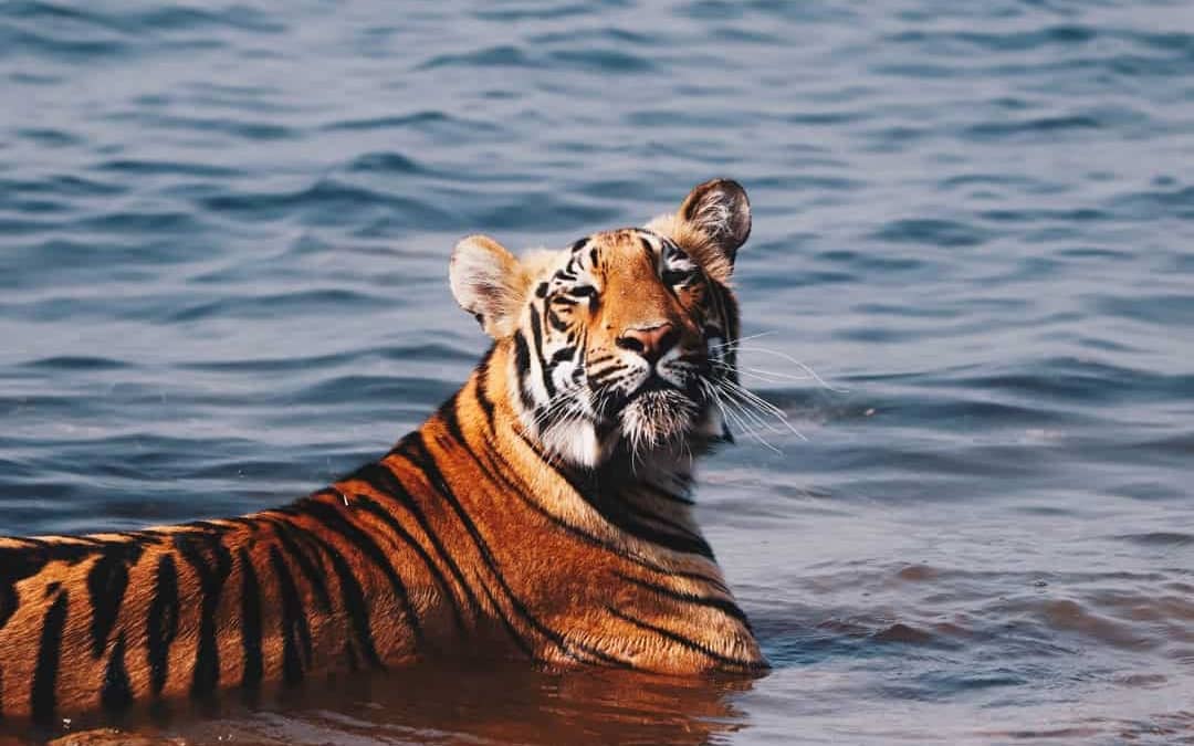 10 Interesting Facts About Royal Bengal Tigers