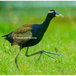 Bronze Winged Jacana