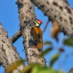 Flameback Woodpecker