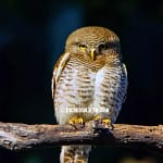 Forest Owlet