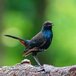 Indian Robin