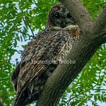 Mottel Wood Owl