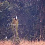 Open Billed Stork