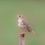 Paddyfeild Pipit