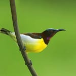 Purple-Rumped Sunbird