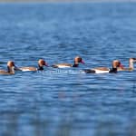 Red-Creasted Pochards