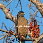 Serpent Eagle