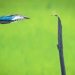 White-Breasted Kingfisher