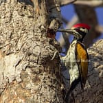 Birds of Tadoba