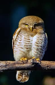Birds of Tadoba