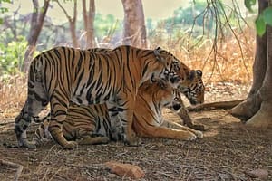 Tigers of Tadoba