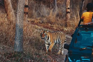 Tadoba Jungle Safari