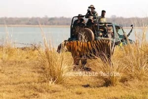 Tadoba Safari Booking