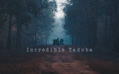 Tadoba Safari Package