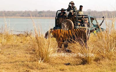 Tadoba Core Zone-vs-Buffer-zone