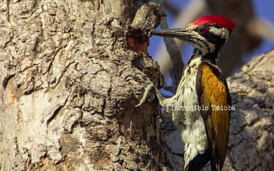 Birds of Tadoba