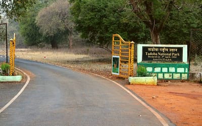 10 Tips For Tadoba Jungle Safari