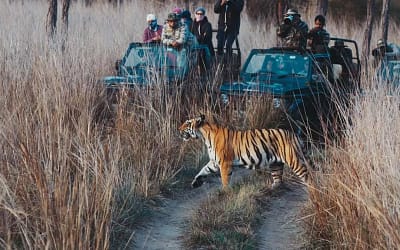 Tadoba Safari Booking