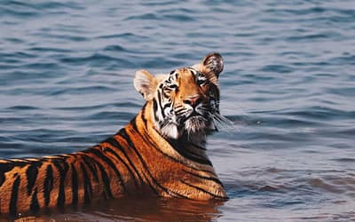 10 Interesting Facts About Royal Bengal Tigers