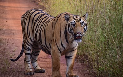 How To Reach Tadoba