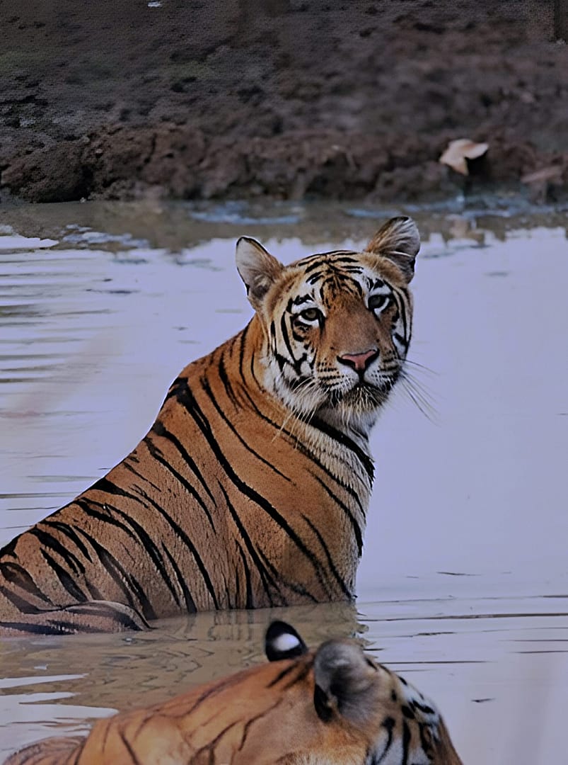 Tadoba Packages